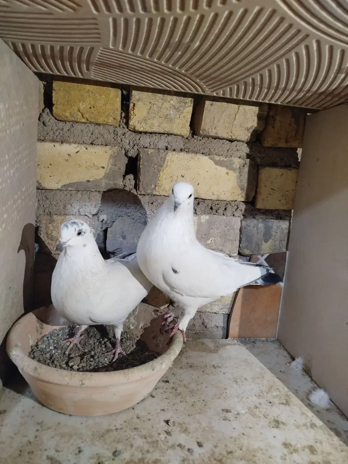 کفتر ساعت بالا|پرنده|کاشان, لتحر|دیوار