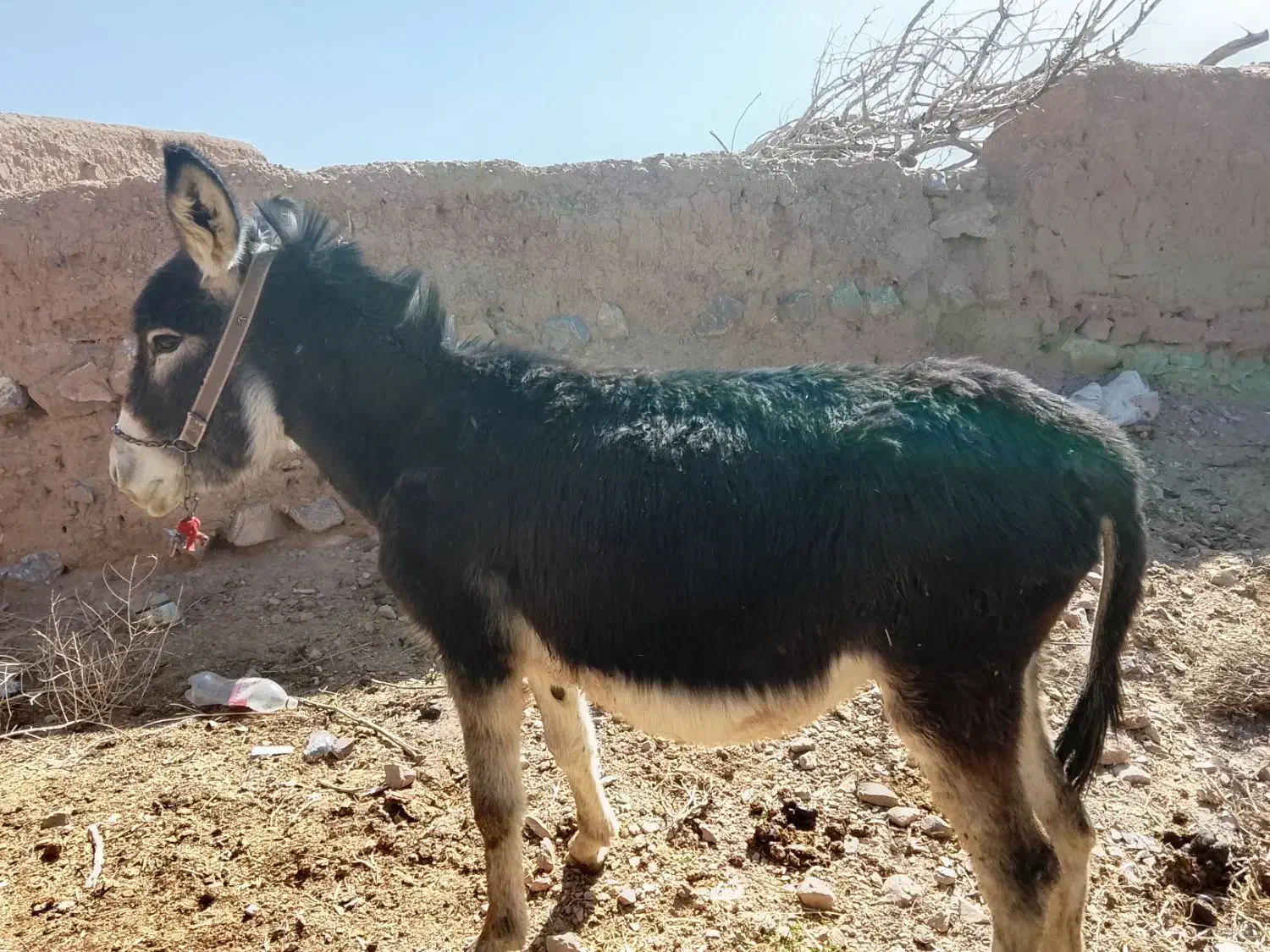 خرگلگی|حیوانات مزرعه|سده (خراسان جنوبی), |دیوار