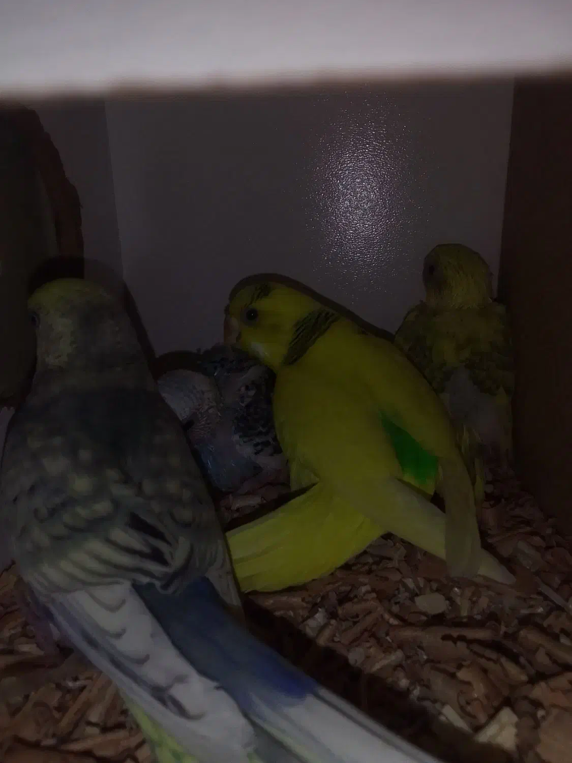 مرغ عشق با تخم|پرنده|مشهد, کشف|دیوار