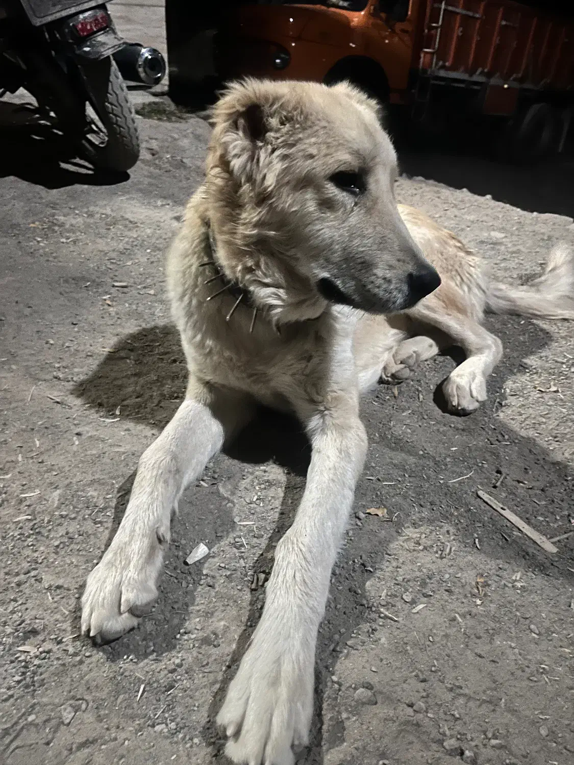 سگ.|سگ|سبزوار, قاضی زاد|دیوار