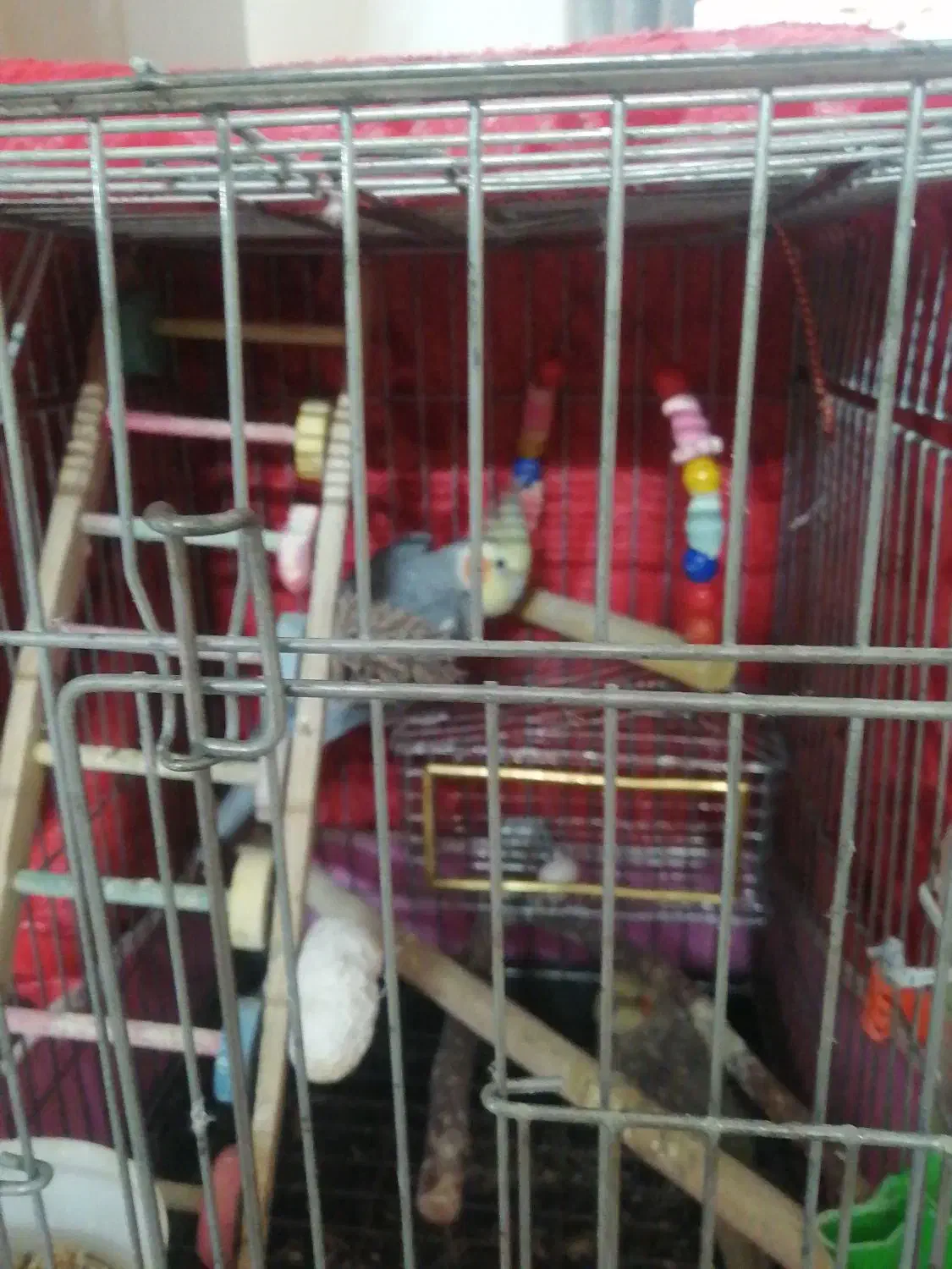 عروس هلندی نرو ماده تخم گذار|پرنده|فردیس, فردیس|دیوار