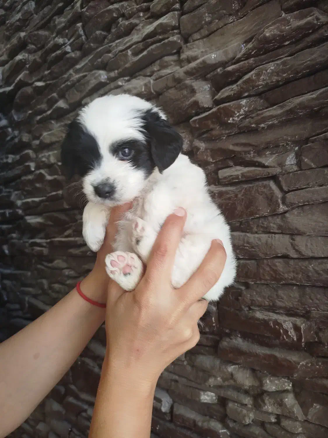 توله تریر دو ماهه سیاه وسفید|سگ|شاهینشهر, عطار|دیوار