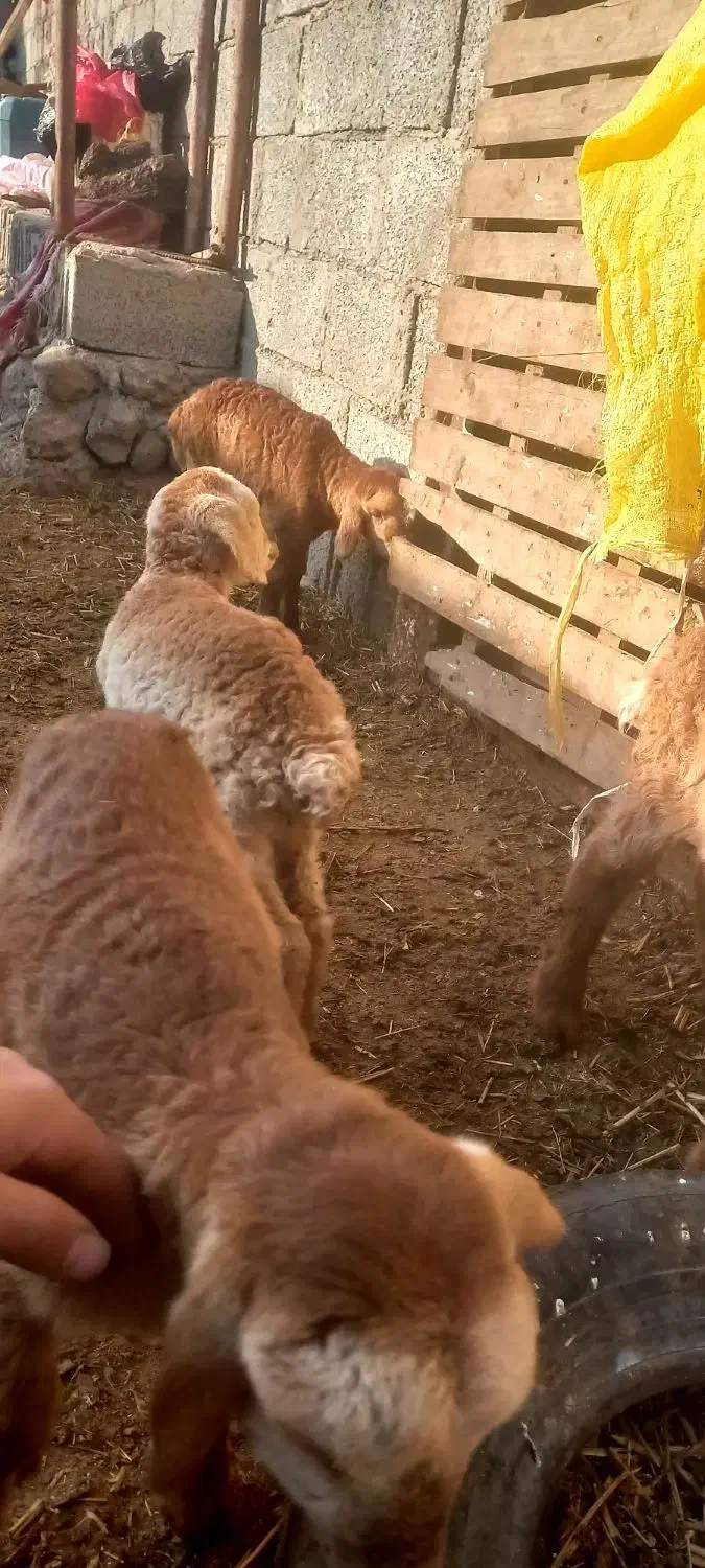 بره|حیوانات مزرعه|مشگین شهر, |دیوار