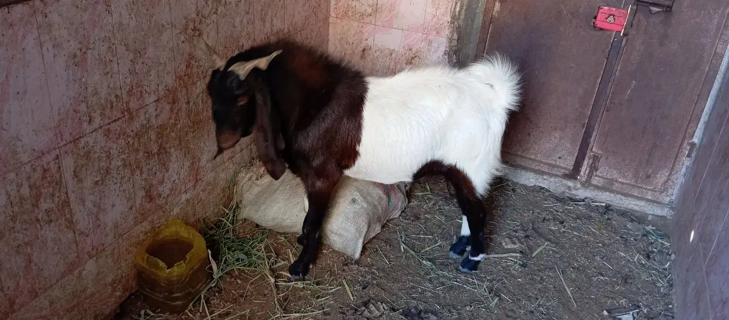 بز نر افغانی|حیوانات مزرعه|شادگان, |دیوار