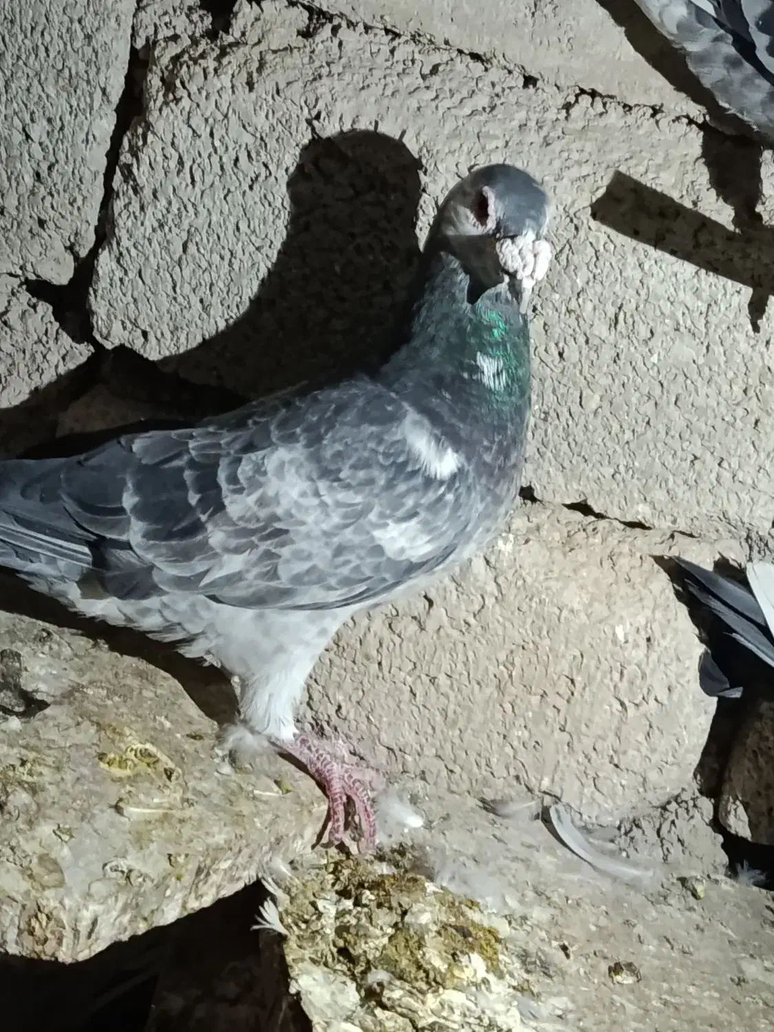 کبوتر|پرنده|شیراز, آبیاری|دیوار