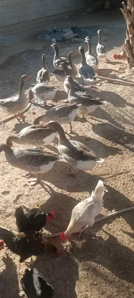 غاز|حیوانات مزرعه|شادگان, |دیوار