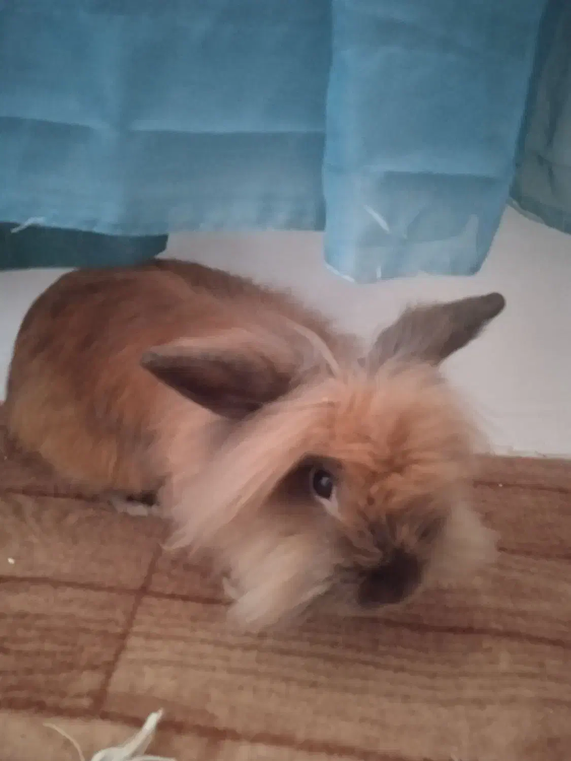 خرگوش لوپی|موش و خرگوش|قروه, |دیوار