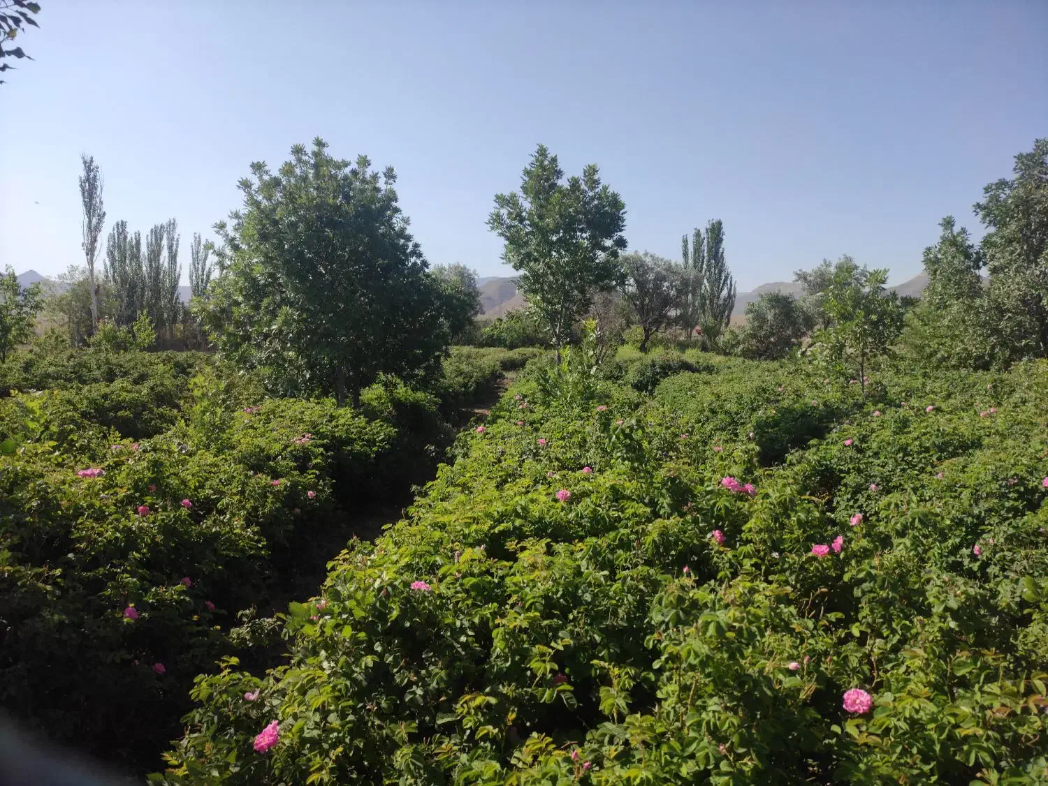 فروش زمین کشاورزی روستای ازوار کاشان|فروش دفتر صنعتی، کشاورزی، تجاری|برزک, |دیوار