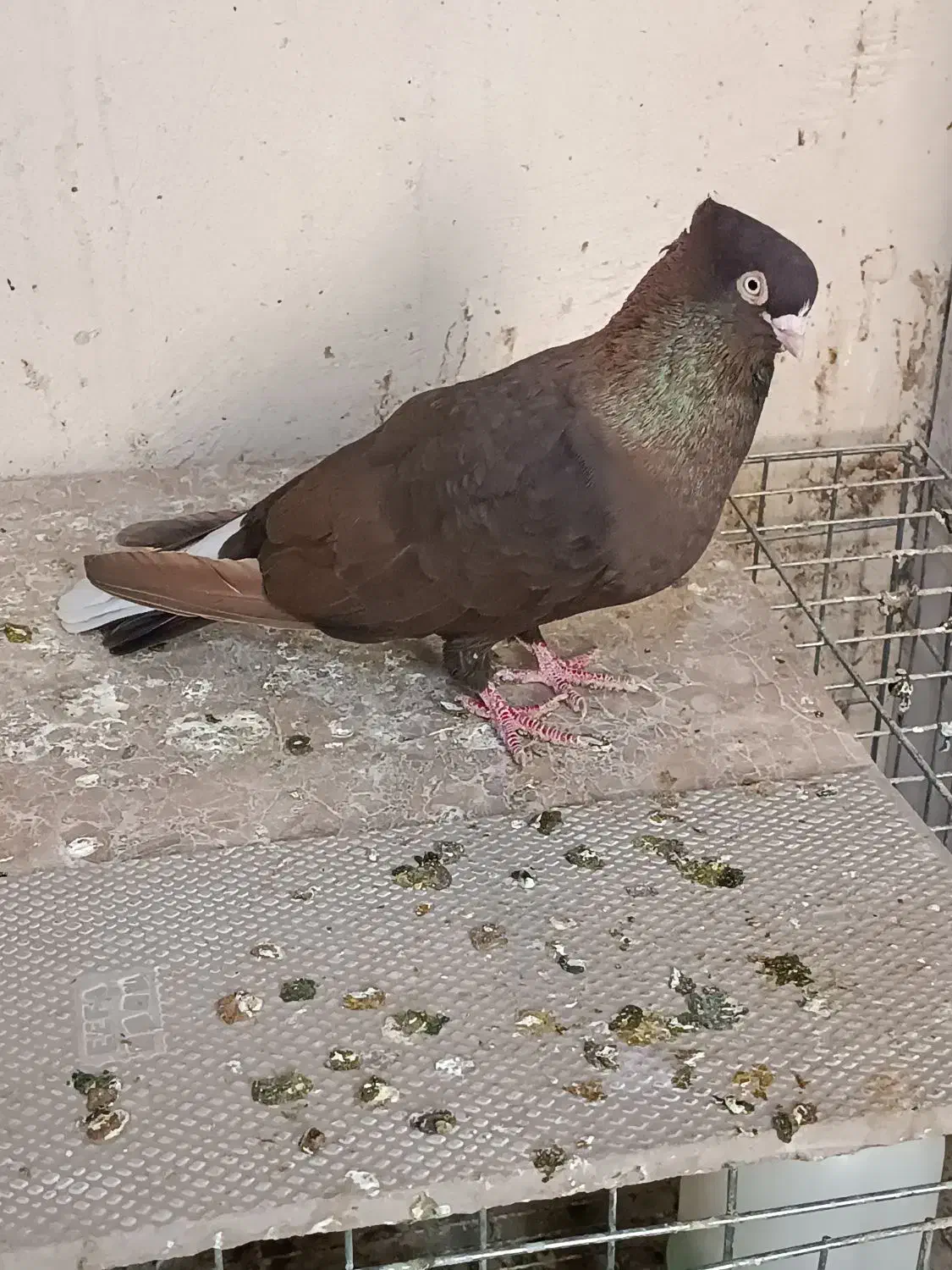 صرب و سوسنی|پرنده|مسجد سلیمان, |دیوار