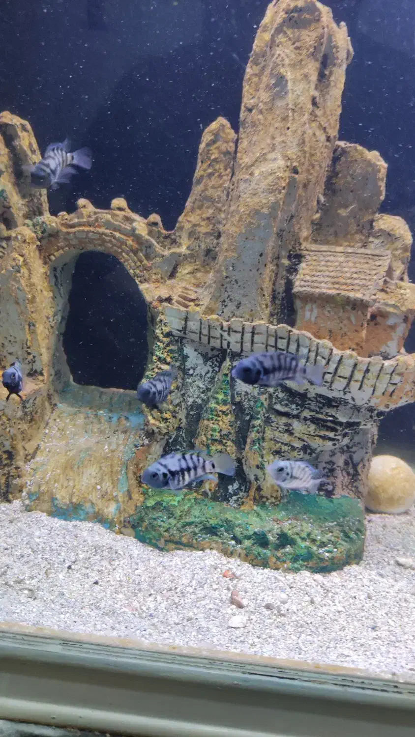 بچه ماهی سیچلاید معاوضه با ماهی گیاه خوار|ماهی|بندرعباس, |دیوار