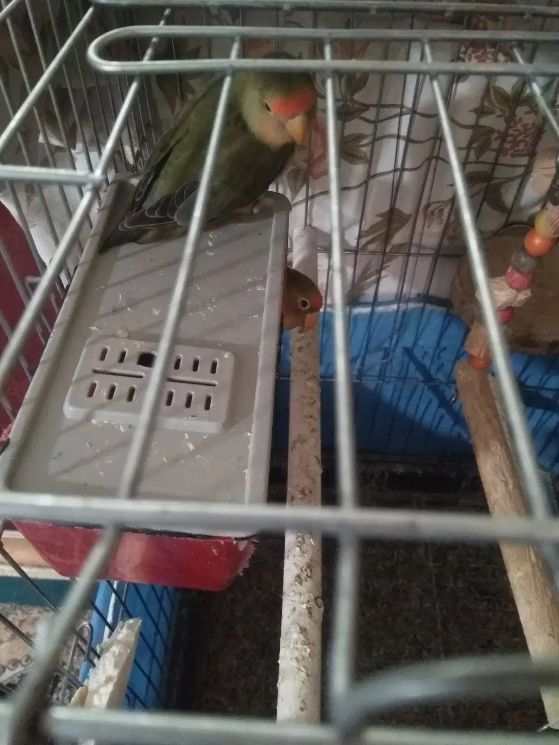 کوتوله برزیلی|پرنده|ماهدشت, |دیوار