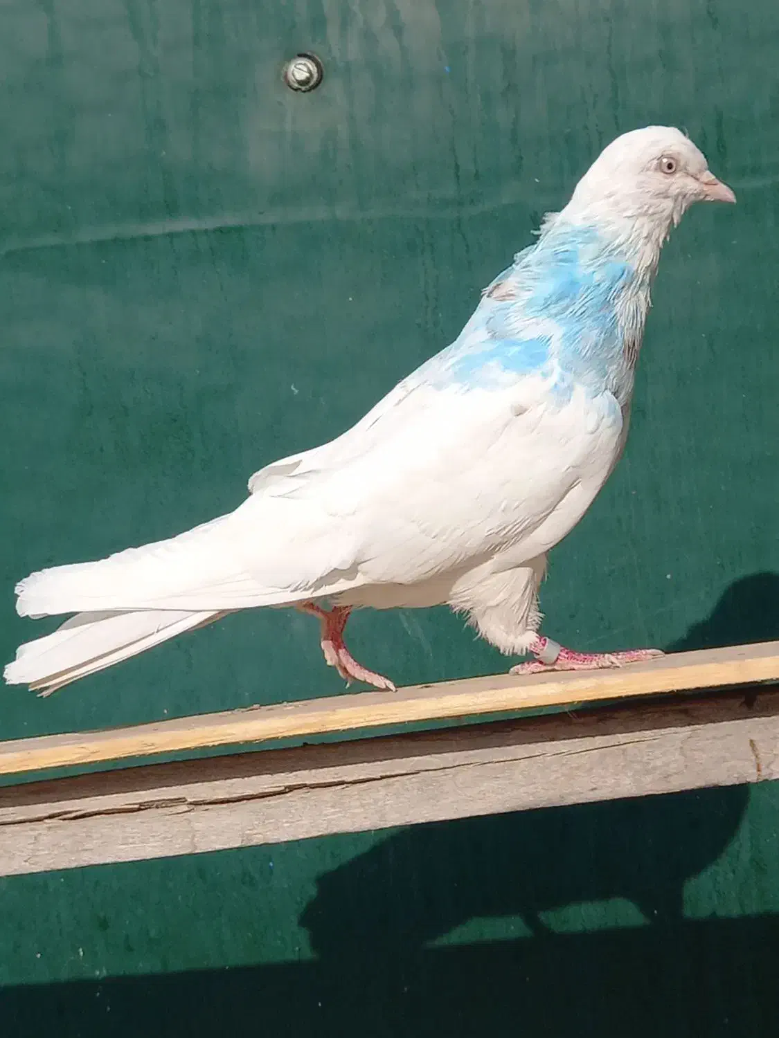 کفتر خال پیس|پرنده|ماهدشت, |دیوار