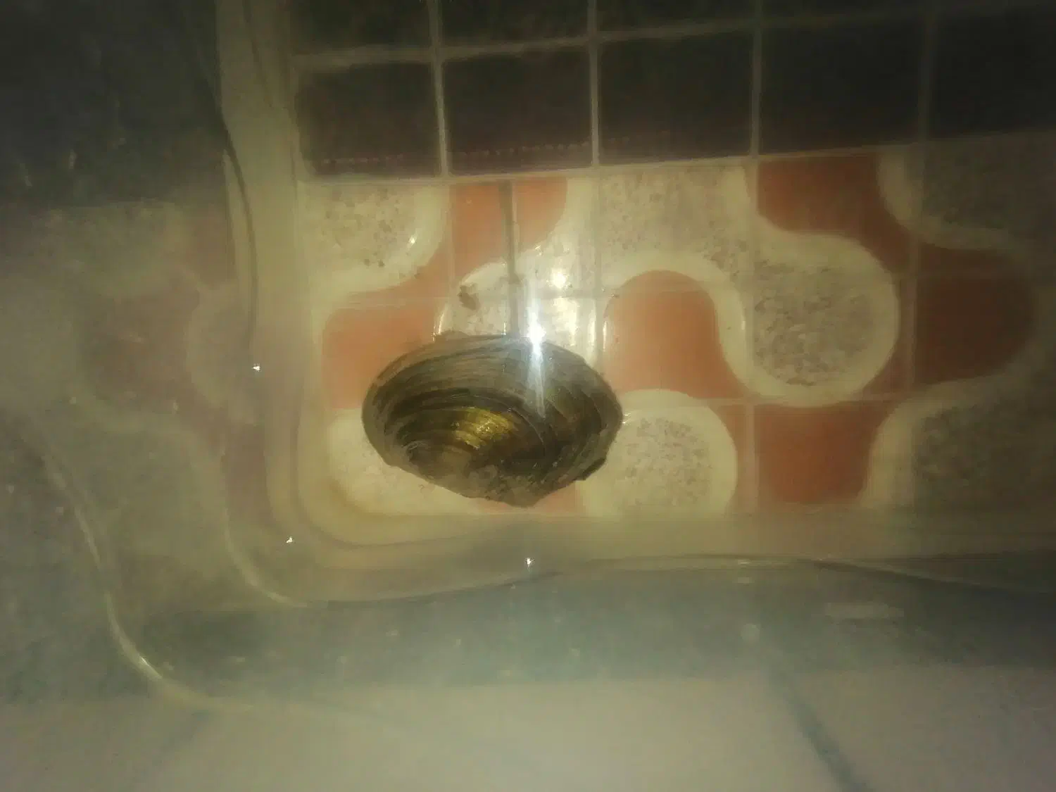 صدف دریای زنده|ماهی|دزفول, |دیوار