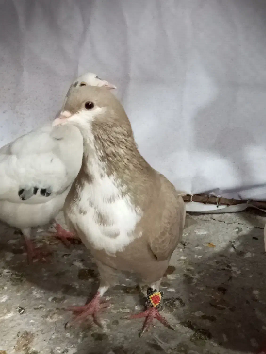 کرباتی|پرنده|تربتحیدریه, پائین ولایت|دیوار