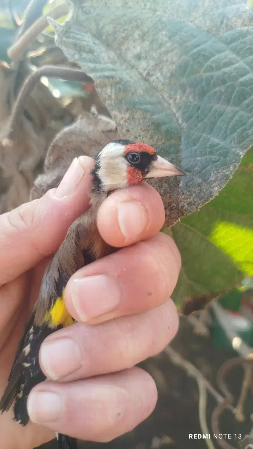 سهره نر|پرنده|لیسار, |دیوار