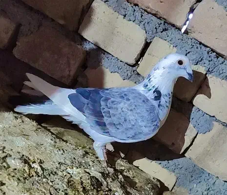 کفتر|پرنده|سده (خراسان جنوبی), |دیوار