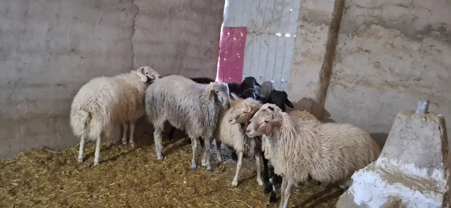 بره نر سرک دار|حیوانات مزرعه|کاشان, راوند|دیوار