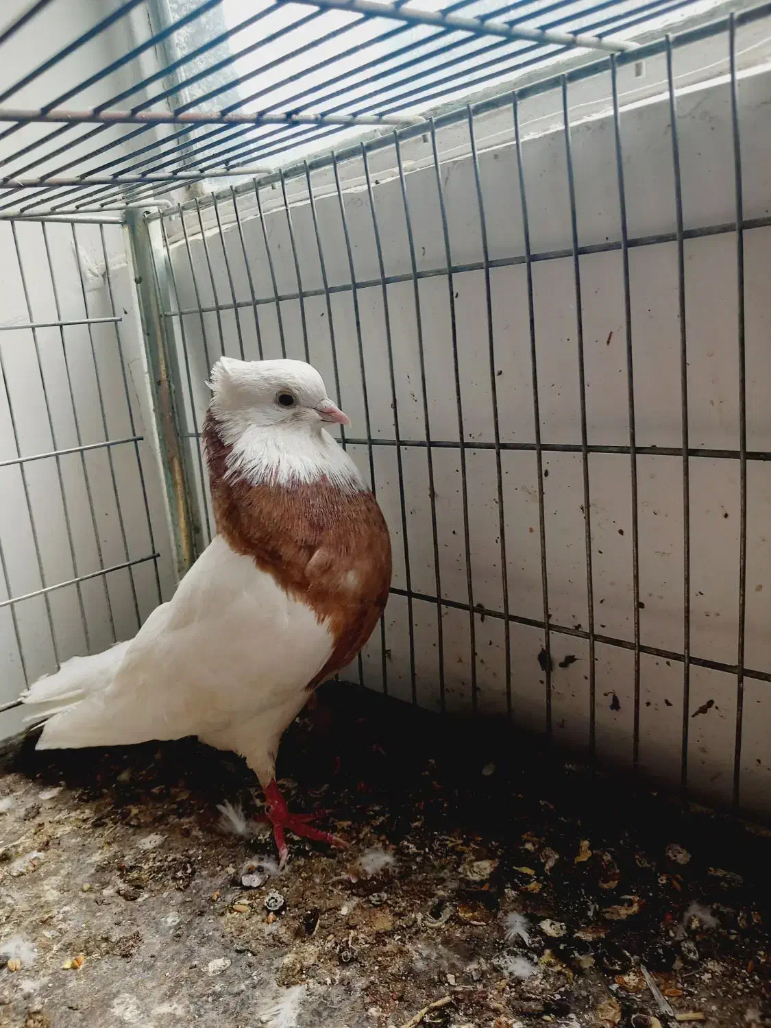 نر طوقی سرور مهر|پرنده|اردکان, |دیوار