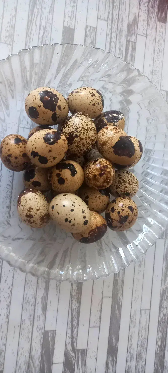 تخم بلدرچین تازه خانگی ارگانیک|خوردنی و آشامیدنی|اصفهان, ولدان|دیوار