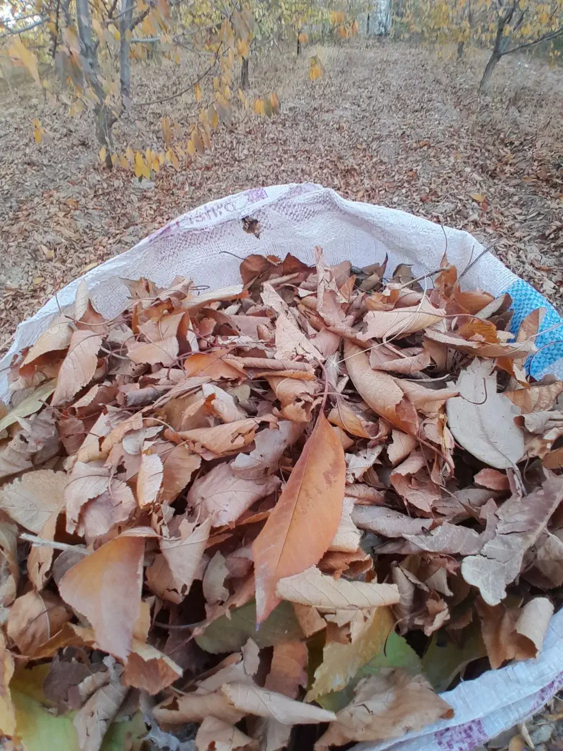 برگ درخت|گل و گیاه طبیعی|بجنورد, |دیوار