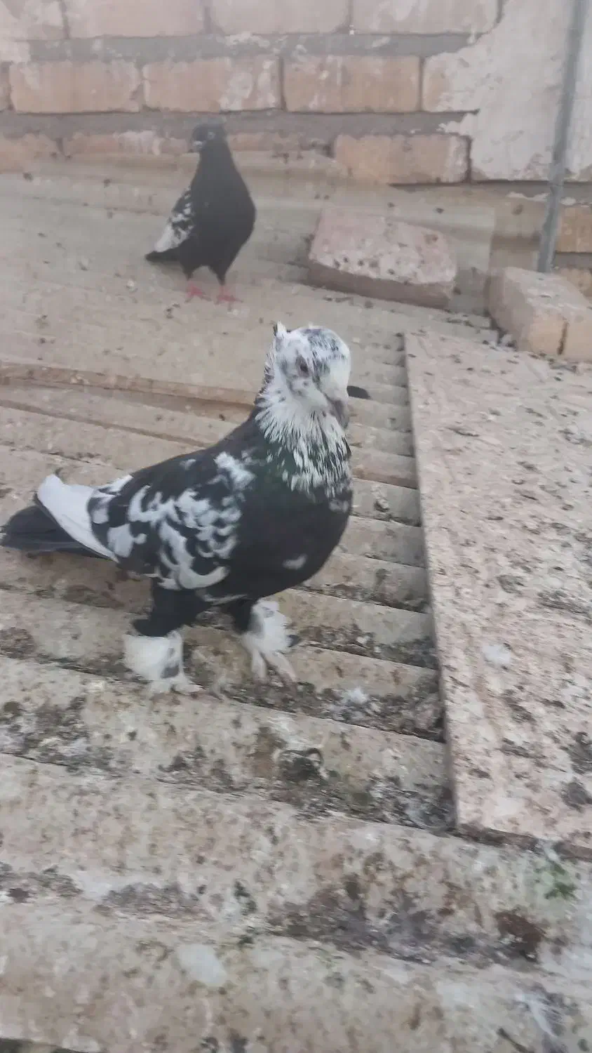 یه‌جفت‌نروماده‌سینه‌ای|پرنده|قم, چهار مردان|دیوار