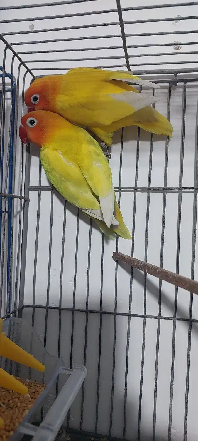 کوتوله جفت(درحال لونه گرم کردن)|پرنده|باسمنج, |دیوار