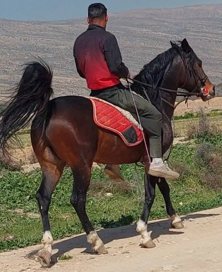 اسب نریون|اسب و تجهیزات اسبسواری|طسوج, |دیوار