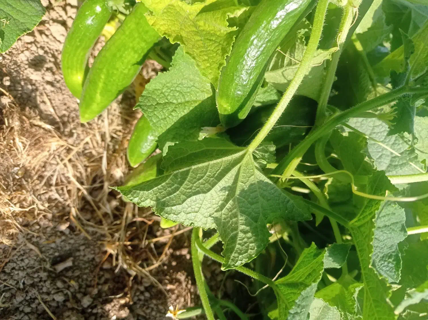 هیتر گرمایشی موشکی|بخاری، هیتر، شومینه|کرمانشاه, |دیوار