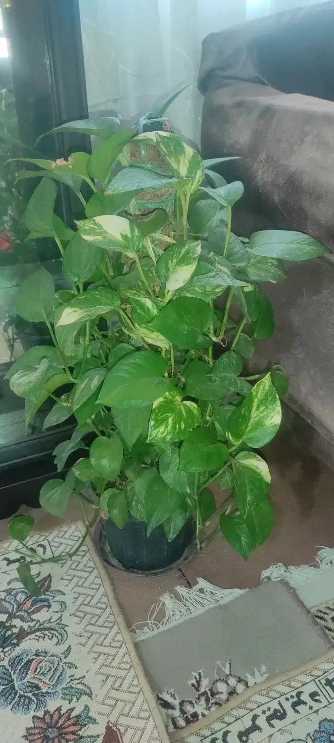 هدیه روز مادر|گل و گیاه طبیعی|کرمانشاه, |دیوار