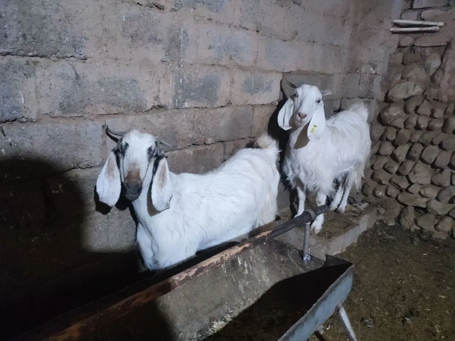 2عدد بز دو دو رگ پاکستانی|حیوانات مزرعه|ماهان, |دیوار