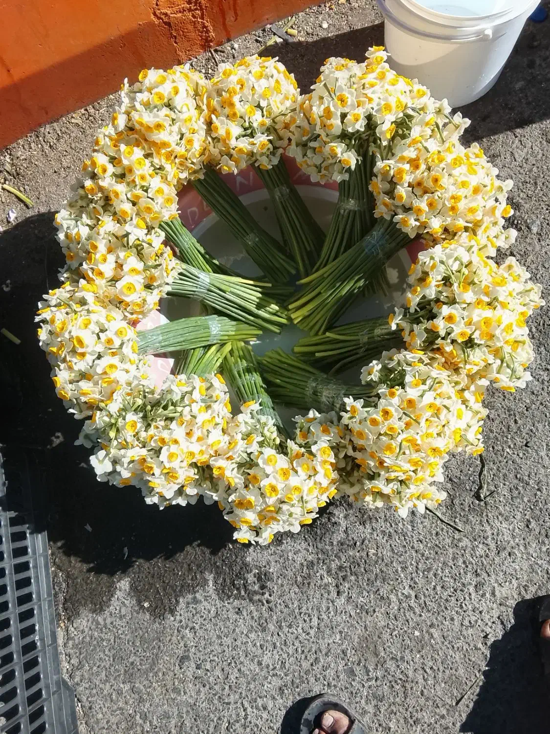 گل نرگس شاخه7500|گل و گیاه طبیعی|بیرجند, |دیوار