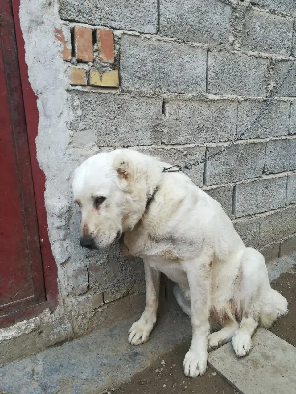 سگ گمشده|حیوانات|گنبد کاووس, |دیوار