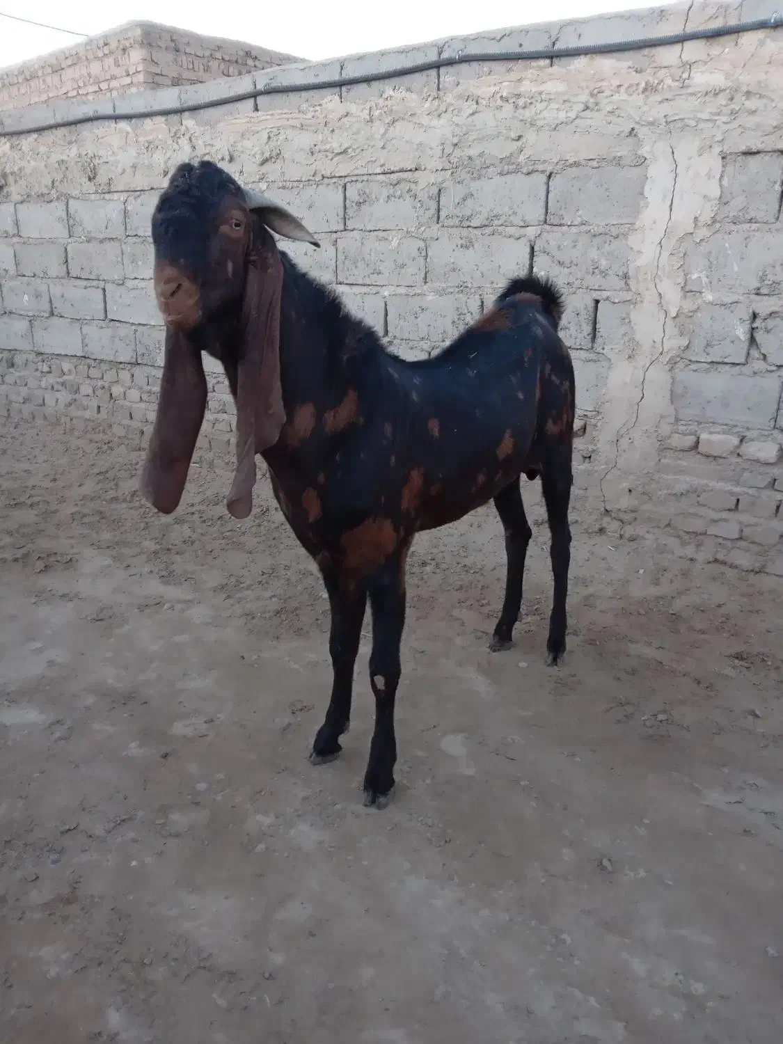 تک شاد مری اصل|حیوانات مزرعه|زهک, |دیوار