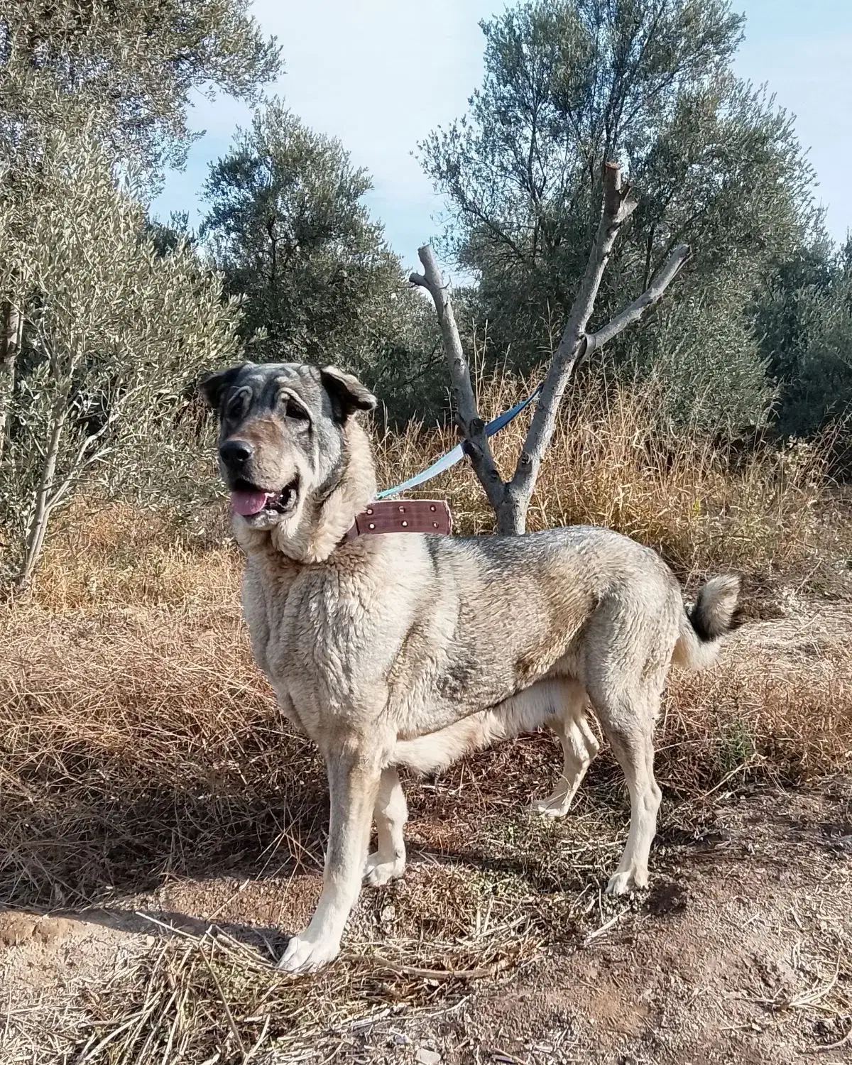 ماده|سگ|چورزق, |دیوار