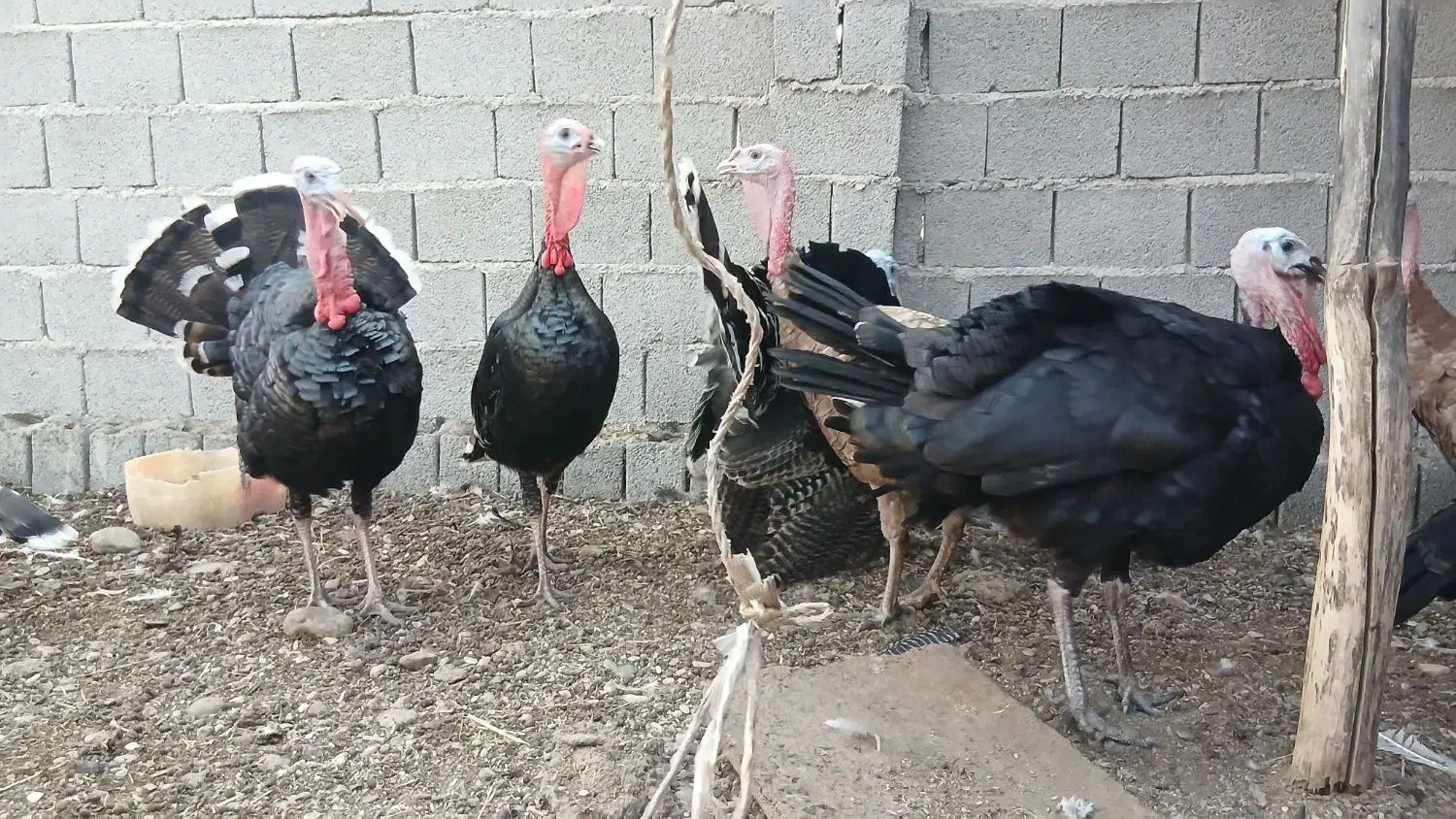 تخم بوقلمون موجود|حیوانات مزرعه|بندر گناوه, |دیوار