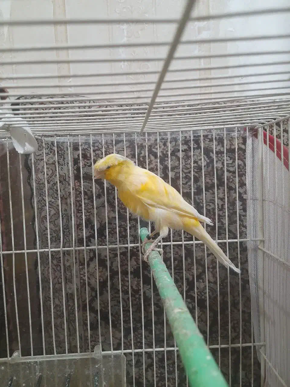 قناری کفتر|پرنده|مشهد, ایثار|دیوار