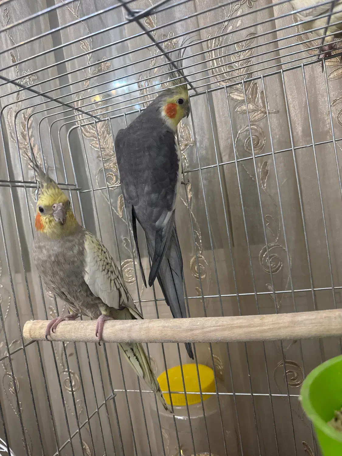 عروس هلندی|پرنده|تهران, مینای شمالی (مخبر)|دیوار