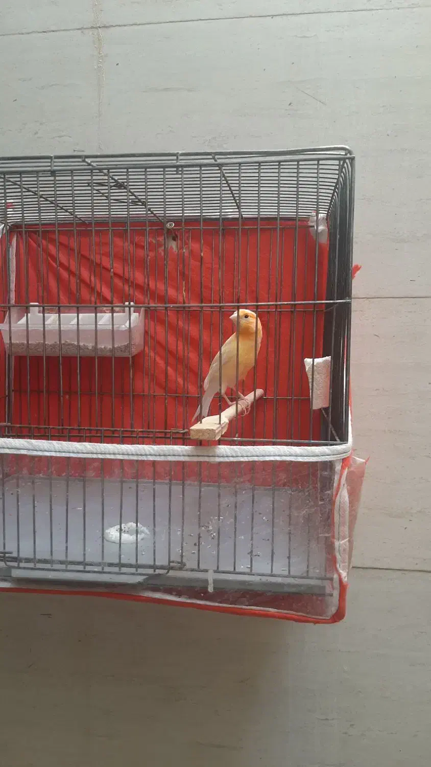 قناری پرتقالی|پرنده|الشتر, |دیوار