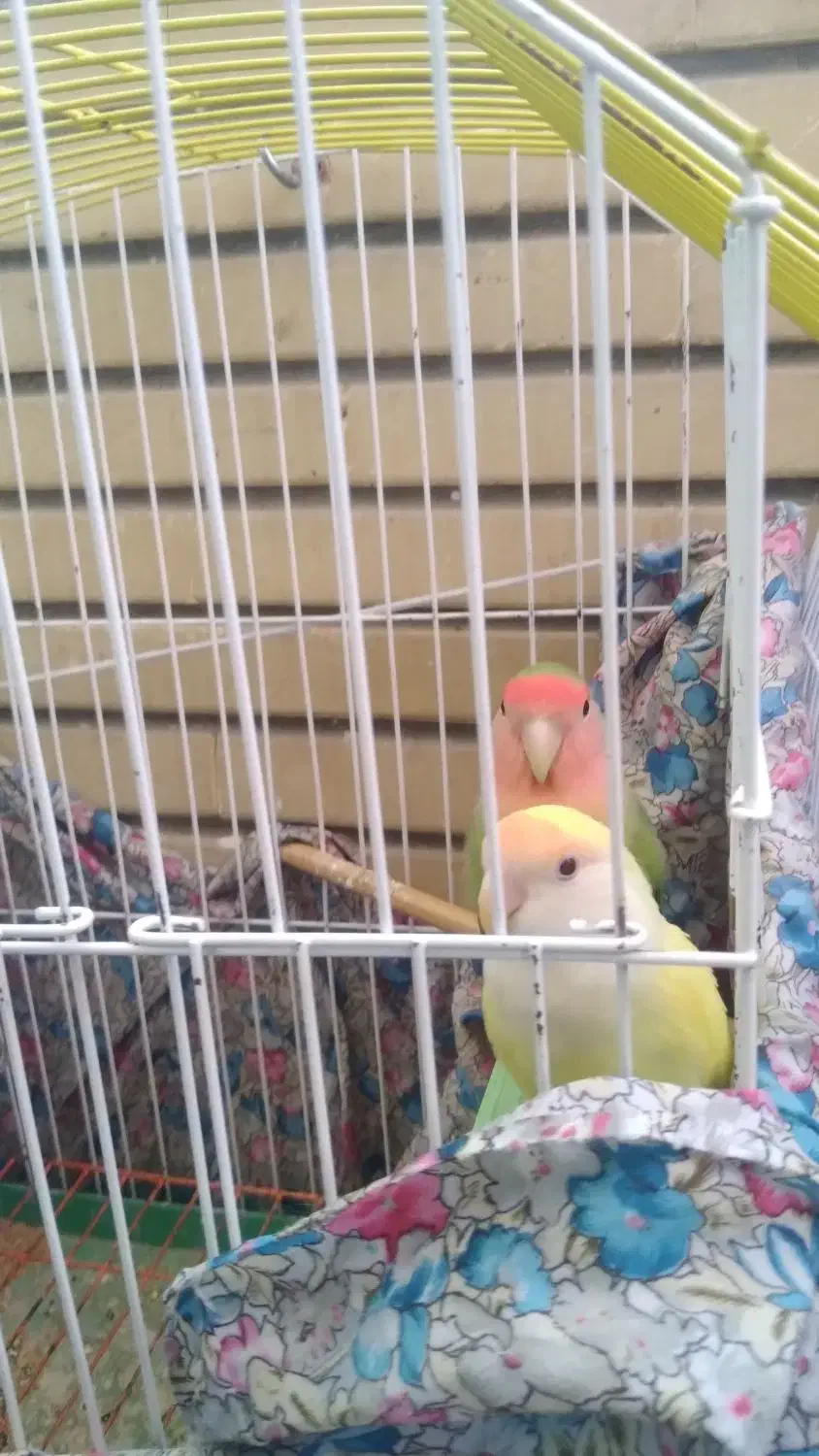 طوطی برزیلی|پرنده|اندیشه, اندیشه فاز ۱|دیوار