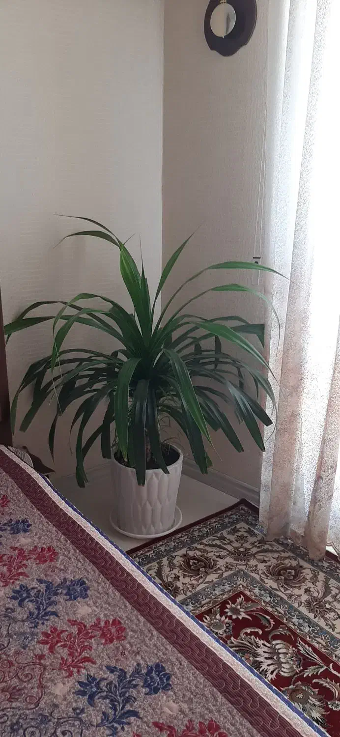 گل طبیعی سایز بزرگ|گل و گیاه طبیعی|مشهد, الهیه|دیوار