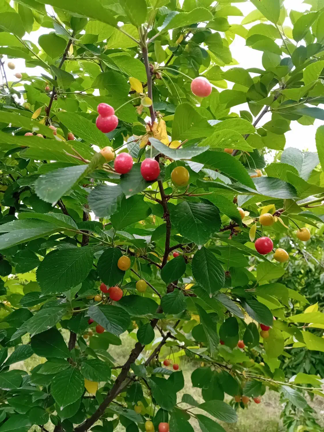 فروش باغ در فیروق (تپه باشی)|فروش زمین و ملک کلنگی|فیرورق, |دیوار