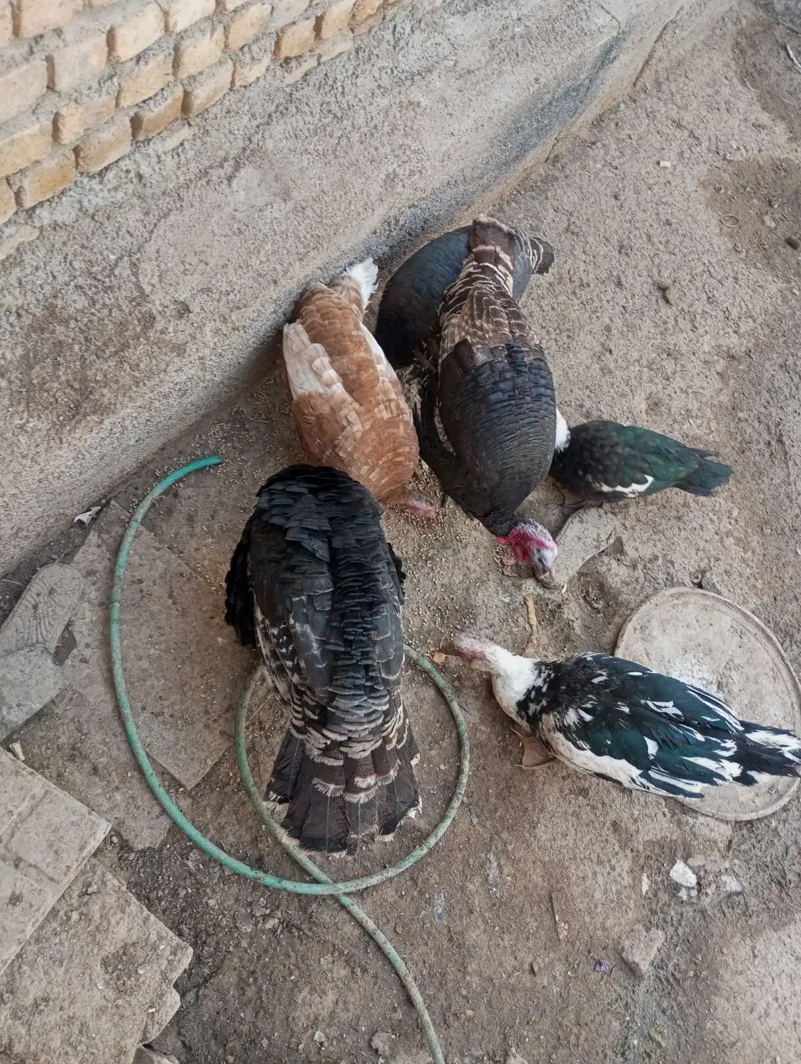 بوقلمون واردک روسی|حیوانات مزرعه|شهرکرد, |دیوار