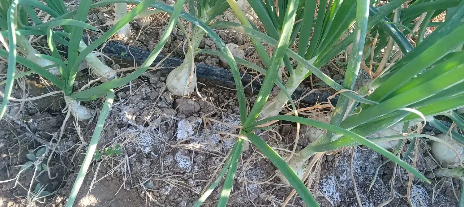 اجاره زمین کشاورزی|خدمات باغبانی و درختکاری|جیرفت, |دیوار