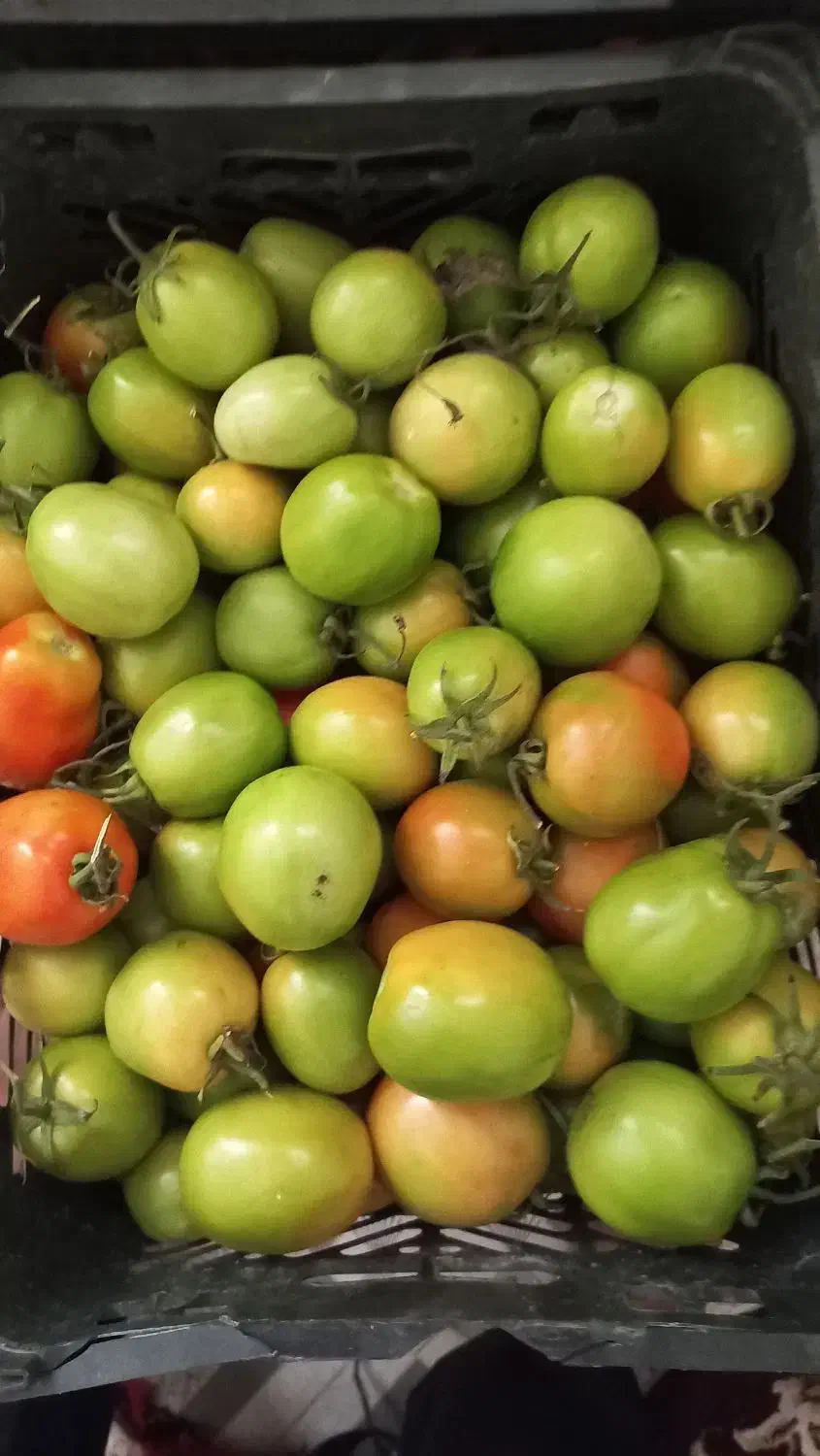 گوجه سبز|خوردنی و آشامیدنی|عنبرآباد, |دیوار