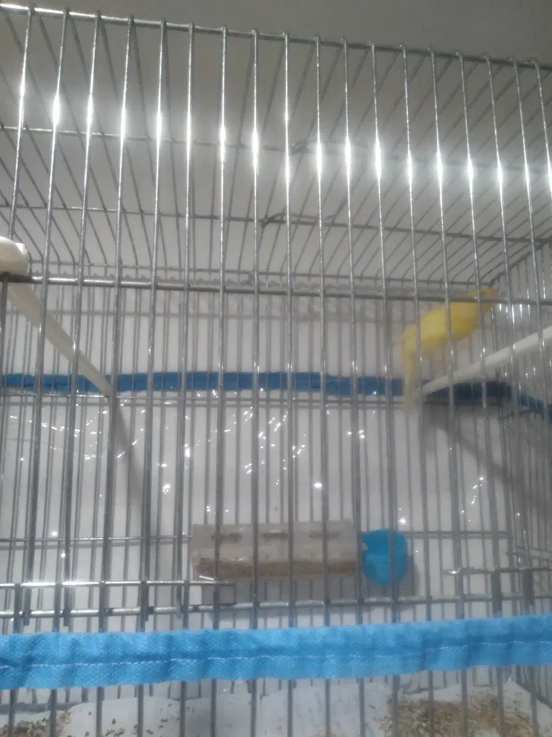 قناری|پرنده|سبزوار, قصبه شرقی|دیوار