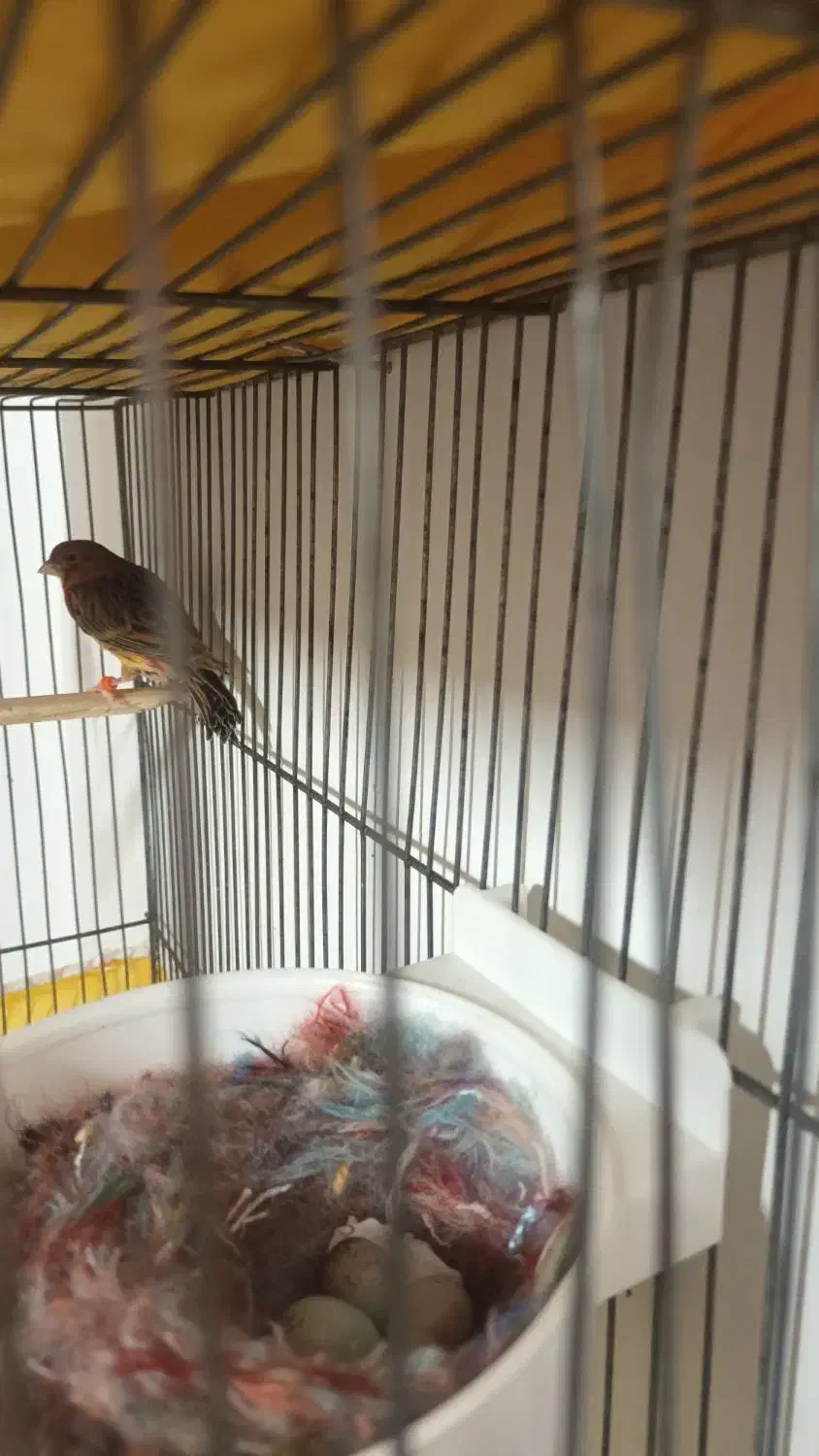 نر و ماده دارچینی درجه یک|پرنده|اصفهان, شفق|دیوار