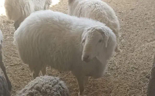 قوچ سرک دار|حیوانات مزرعه|بادرود, |دیوار