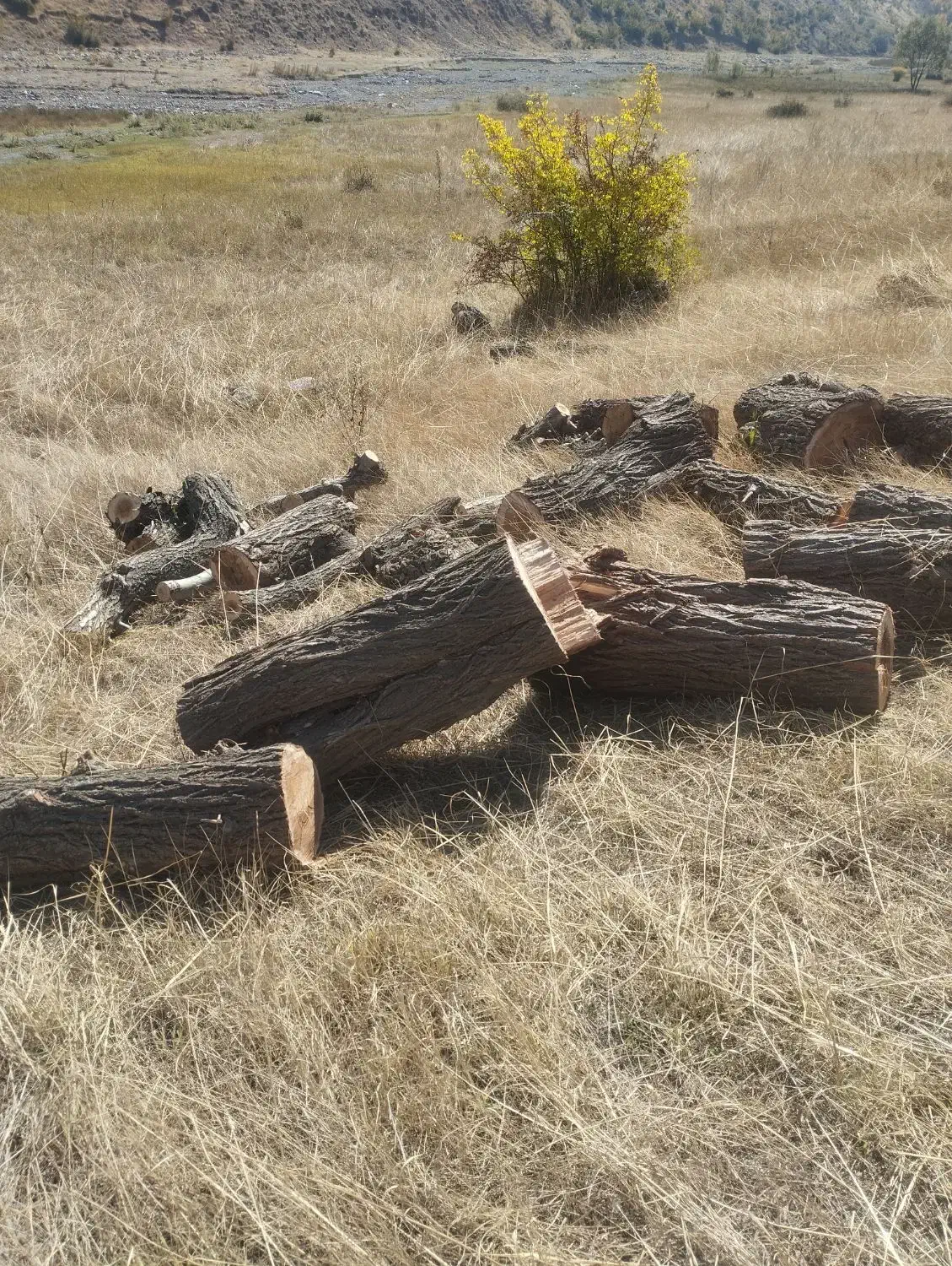 خرید .قطع وبرش انواع درخت وچوب سقفی در محل|خدمات باغبانی و درختکاری|اهر, |دیوار