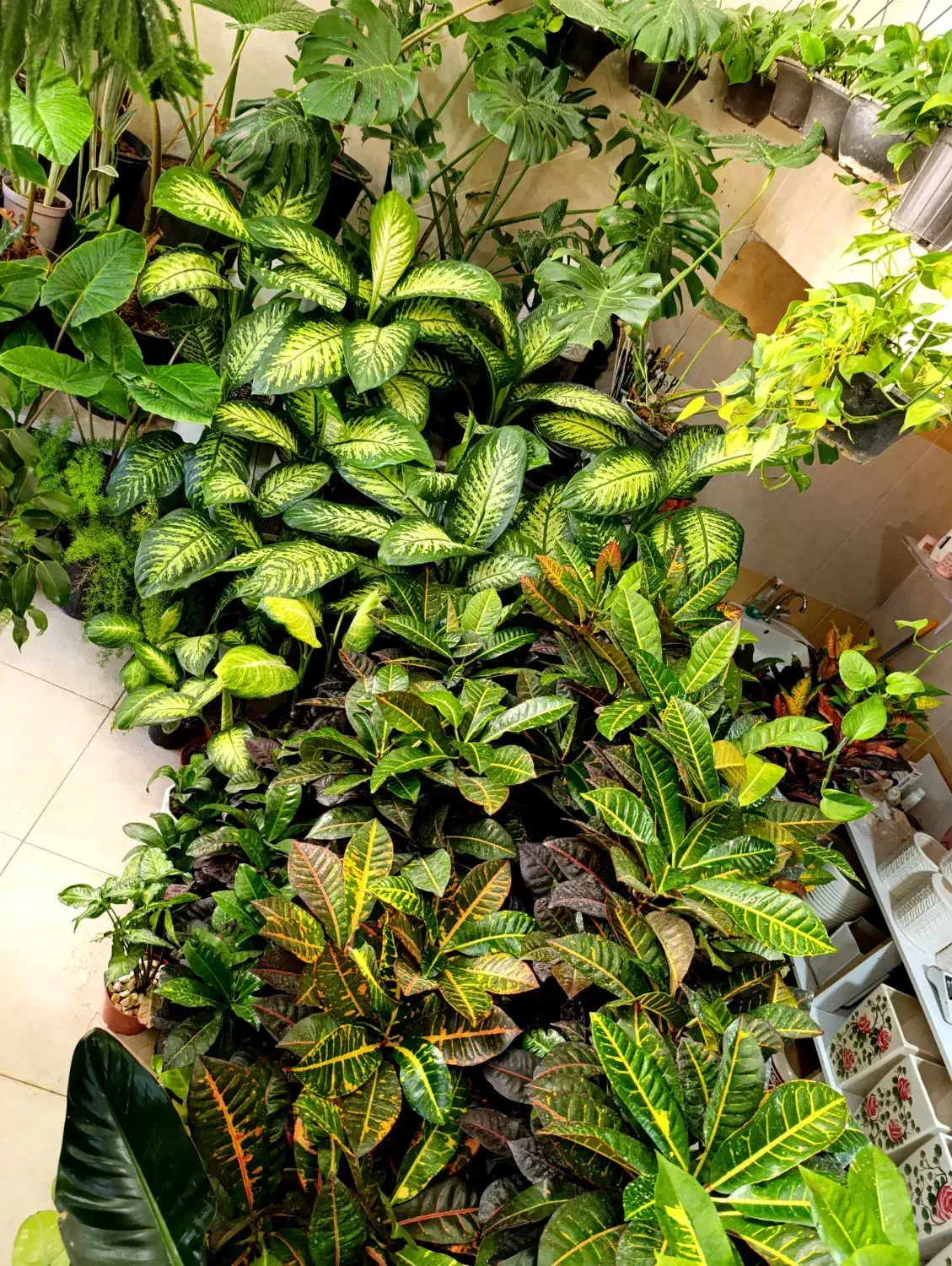 بابا آدم و...|گل و گیاه طبیعی|الیگودرز, |دیوار