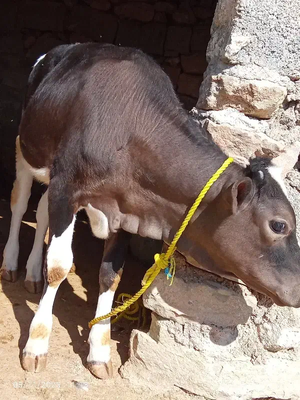 گوساله|حیوانات مزرعه|مسجد سلیمان, |دیوار
